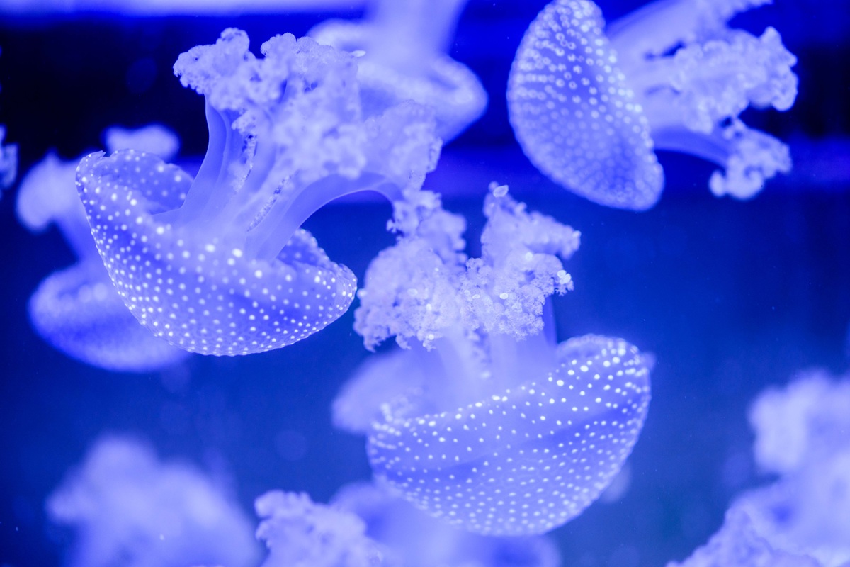 SEA LIFE Scheveningen